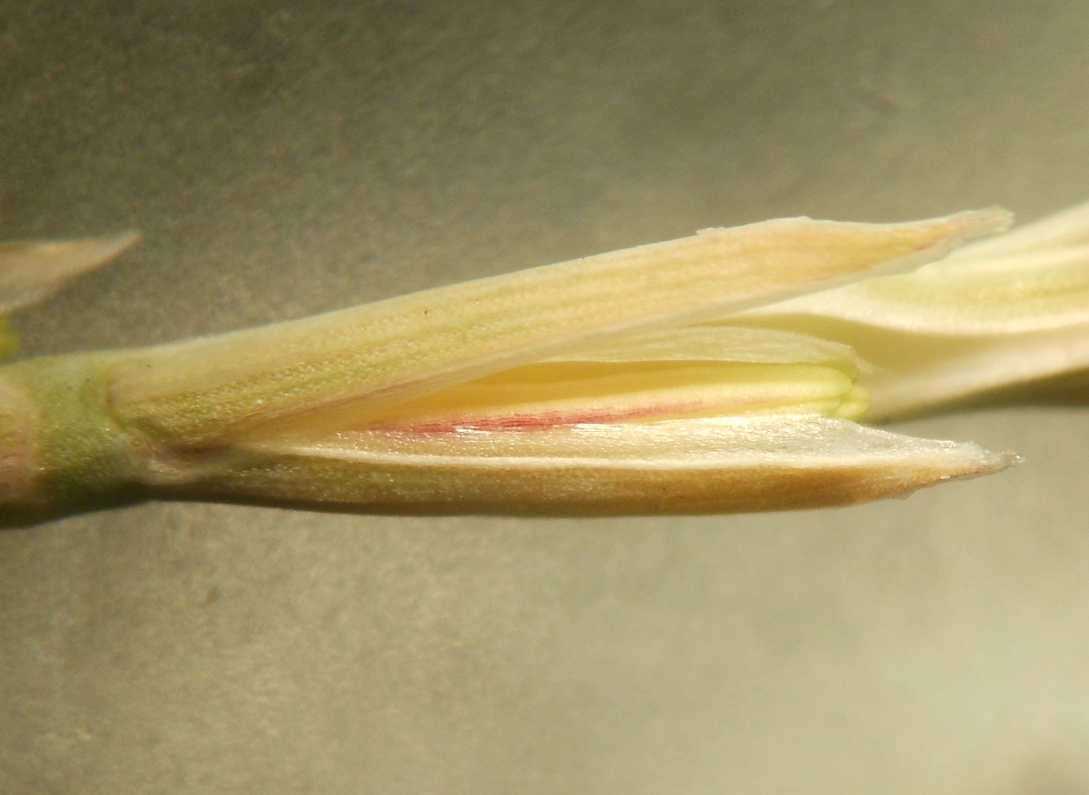 Parapholis filiformis / Logliarella filiforme